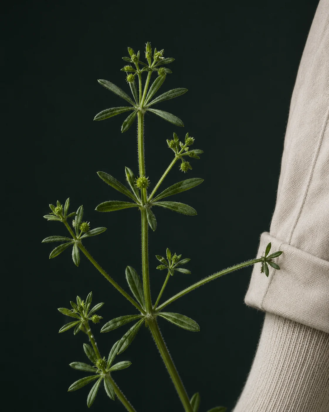 Cleavers